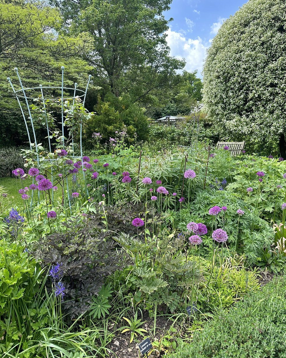 Alliums stealing the show at Borde Hill Garden 💜#Flowers #Gardening #FlowerHunting