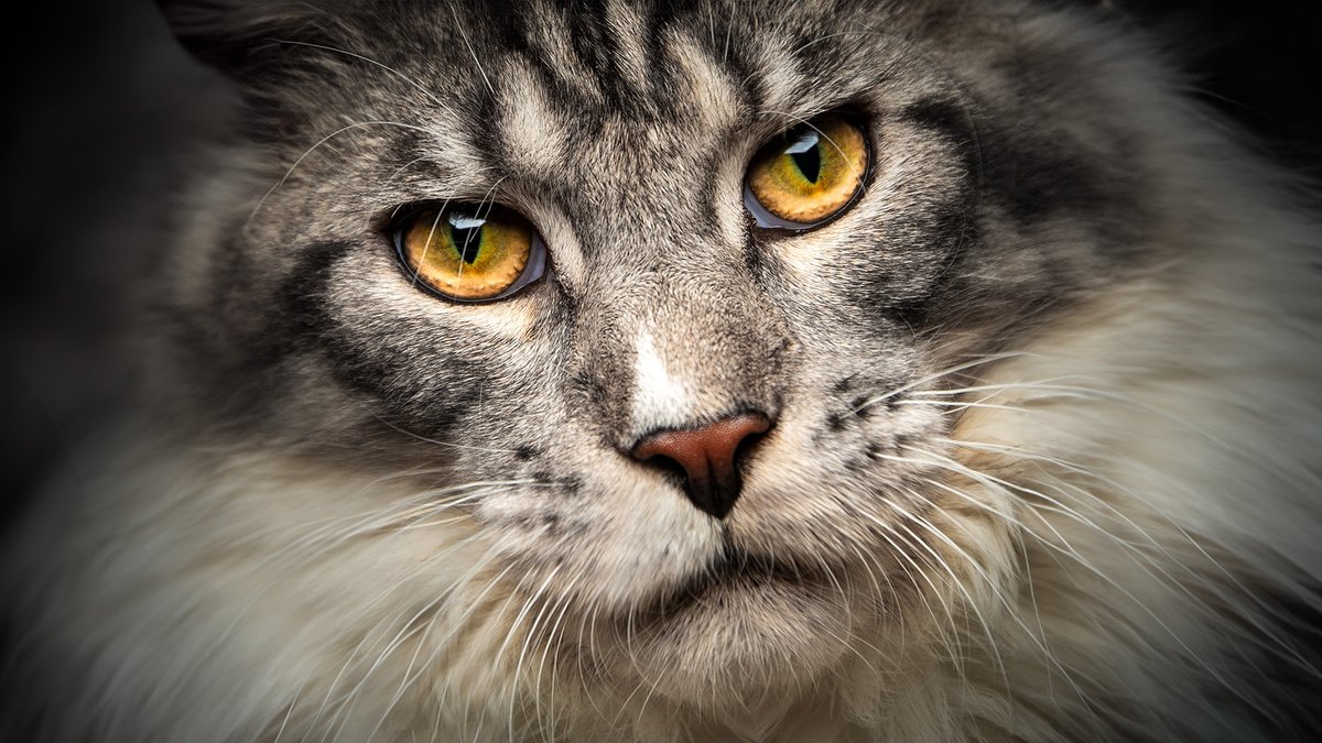 Felis Gallery by Robert Sijka tweet media