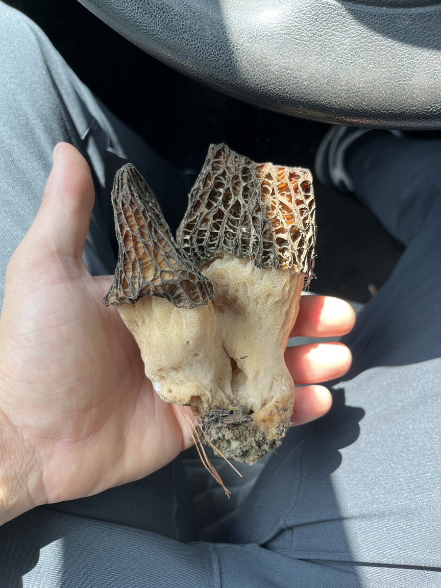 My mycology isn’t fantastic. 

@OldHollowTree Are these morels?