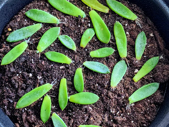 so cute!! 😍  these are the leaves that fell off repotting.. I was gonna toss them, but I'm glad I didn't