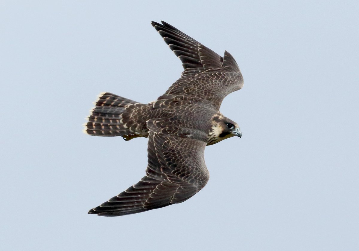 WildlifeDales's tweet photo. The @yorkshire_dales @Natures_Voice Malham Peregrine Project is returning this year to show visitors to #MalhamCove the resident peregrines!

For dates and times please visit our website:
https://t.co/ldmzzn1dOc

We look forward to welcoming you!

📸 Whitfield Benson https://t.co/FjAUCBYlsq