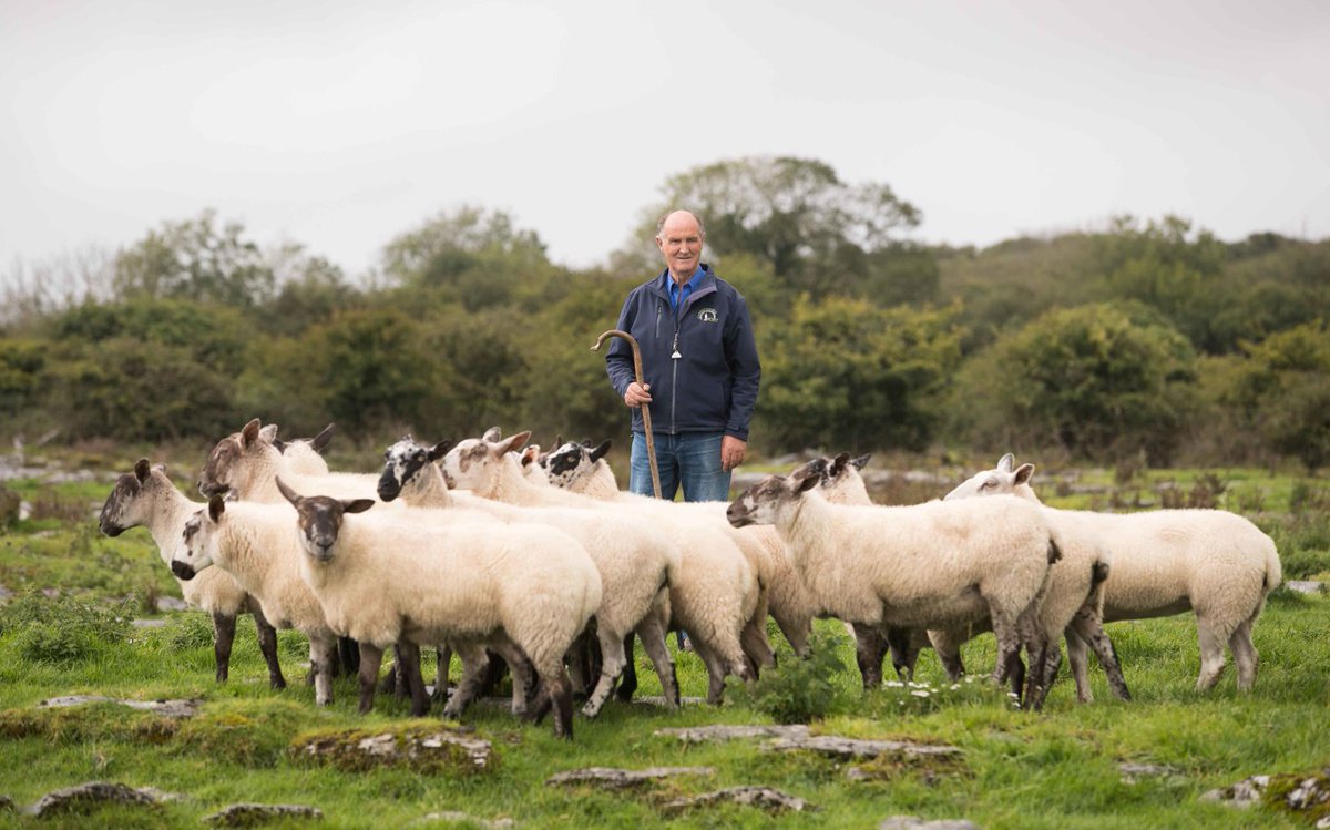 #MemberMonday ✨ Caherconnell Stone Fort 💚

Caherconnell is home to the Davoren family who have farmed this same land for at least 5 generations.
Public sheepdog demonstrations take place daily at 11.15 and 14.15. 
Find out more at caherconnell.com