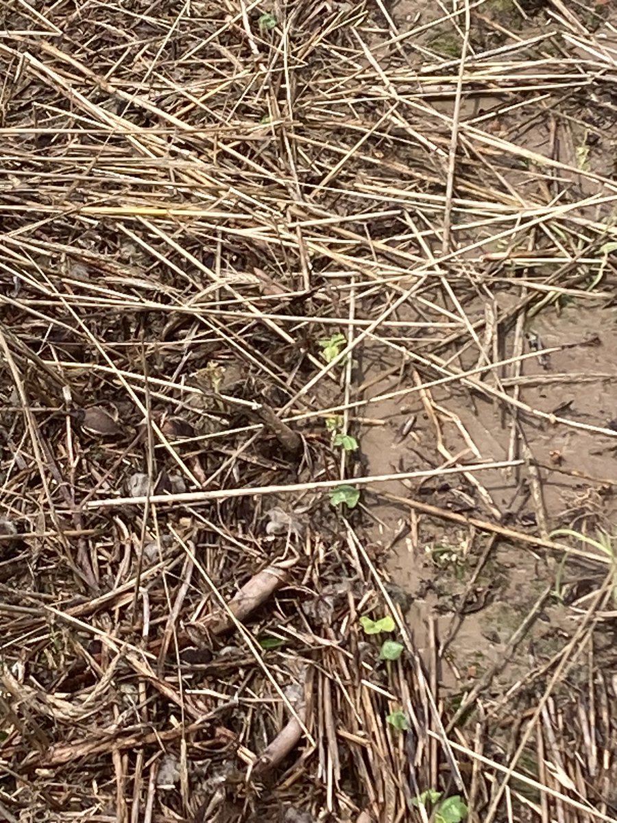 Louisiana Delta Crop Report (@ladeltacrop) on Twitter photo 5” rain- straight line winds, cotton variety trial planted into cereal rye up to a stand this morning. Walked through the field no problem, no standing water.
<a href="/LSUAgCenter/">LSU AgCenter</a> <a href="/lsu_BMPs/">LSUAgCenterOnFarmBMPs</a> <a href="/CottonFarming/">Cotton Farming</a> <a href="/SouthCoverCrops/">SouthernCoverCropsCouncil</a> 5” rain- straight line winds, cotton variety trial planted into cereal rye up to a stand this morning. Walked through the field no problem, no standing water.
<a href="/LSUAgCenter/">LSU AgCenter</a> <a href="/lsu_BMPs/">LSUAgCenterOnFarmBMPs</a> <a href="/CottonFarming/">Cotton Farming</a> <a href="/SouthCoverCrops/">SouthernCoverCropsCouncil</a>