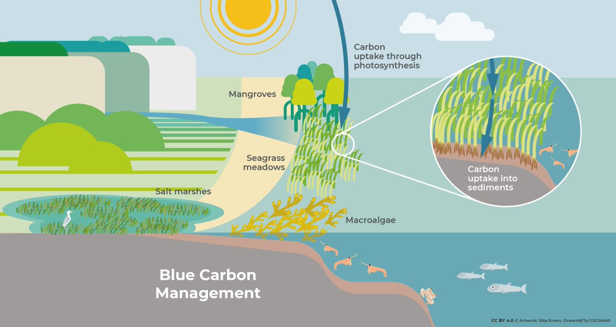 📘We are consulting on NI's first ever Blue Carbon Action Plan aimed at marine environment improving protection 🗓️Closes: 11 July 🔗More info: daera-ni.gov.uk/news/muir-seek… @loughsagency @AFBI_NI @nidirect @niwnews @NIMTF @deptinfra @nifishery @NWSharingZone @NI_LGA @BelfastHourNI