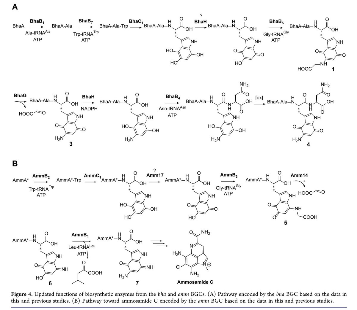 Unexpected Transformations during Pyrroloiminoquinone #Biosynthesis by @JSRamosFigueroa, Lingyang Zhu, and Wilfred A. van der Donk at @ChemistryUIUC in @J_A_C_S pubs.acs.org/doi/10.1021/ja…