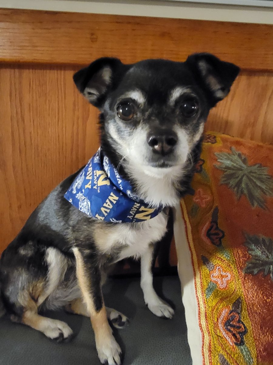 Meet Remington from Annapolis, MD! Remington is competing in Running of the Chihuahuas presented by @pacificobeer and hosted by @TommyMcFLY this Sunday, May 19. Remington is training for race day by chasing squirrels. 🐕 Info: wharfdc.com/chihuahuas/