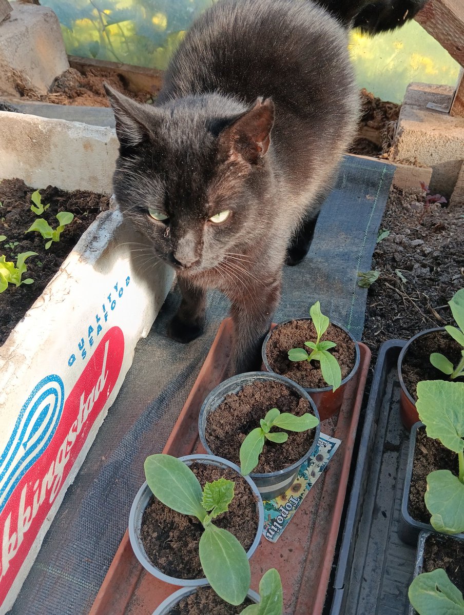 Melnim pienākuši arī dārza darbi. Melnim tie labi padodas. Īpaši ja jaizkasa kādā bedre. Ņau