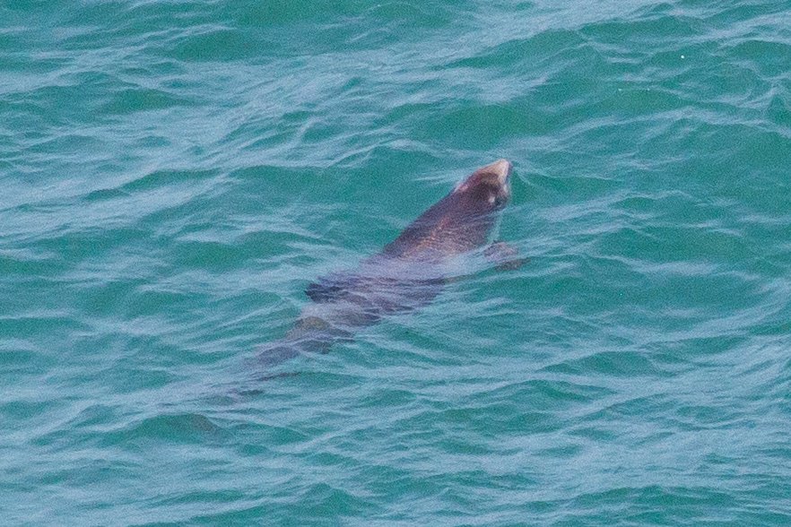 A little porpoise face seen from Skomer this weekend! I saw at least 4 from the cliffs including a mum and calf.