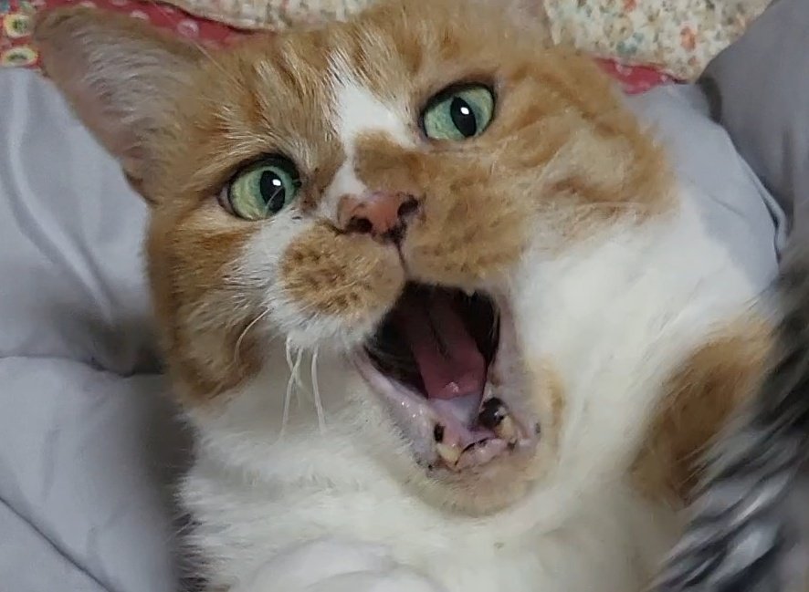 언젠가 한번쯤 들이대보고 싶었던 짤이었음