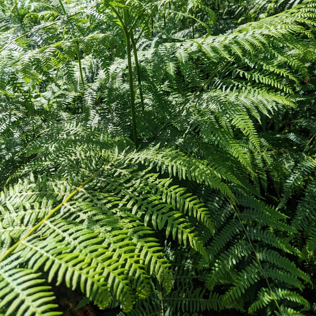 #MentalHealthAwarenessWeek 2024 This week we will be sharing ways in which you can bring #nature into your daily physical activity 📸🌈 During a nature walk, capture a series of photos that feature the 7 colours of the rainbow. Will you find an example of every colour?