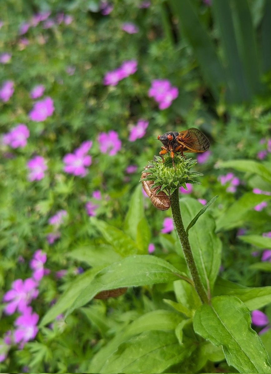 jprossjr's tweet photo. Got my first cicada, at last. https://t.co/DRtjPlC2Rt