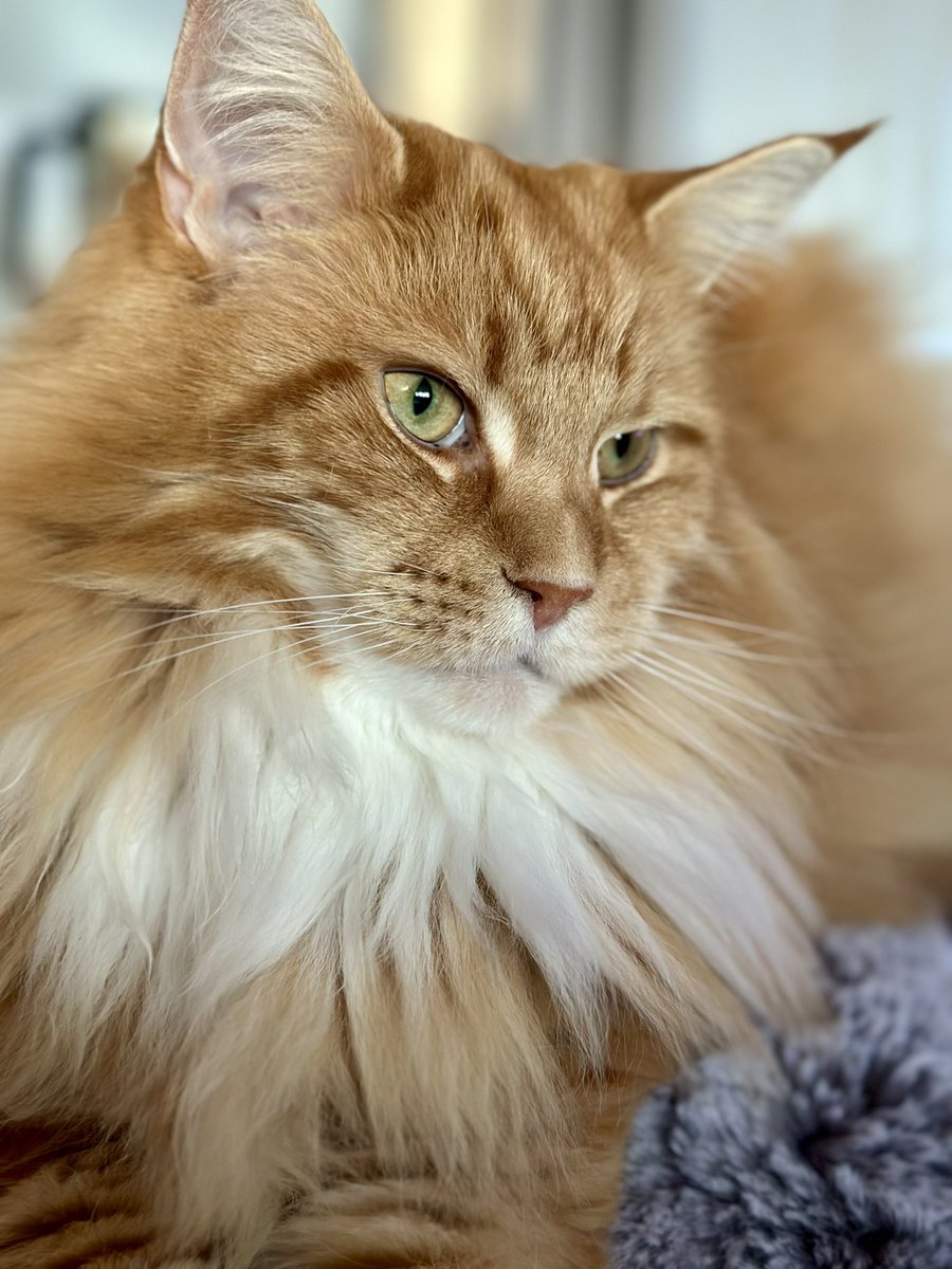 I often wonder if Buddy knows just how handsome he is - totally biased but the boy is a stunner 😸😸🧡🧡🦁🦁 #kittyloafmonday #teamfloof #CatsOfTwitter