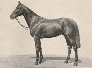 HORSERACING1002's tweet photo. TURKHAN🇬🇧1937
(BAHRAM - THERESINA BY DIOPHON)#Turkhan
B/O Aga Khan III 🇬🇧1937
T/ Frank Butters
7-3-2-1---
Coventry S, Irish Derby, St Leger S,
2nd Ham Produce S, Epsom Derby (Newmarket),
3rd Derby Trial S,
Stood 🇬🇧🇫🇷Sired Clive of India, Clockwise, Disband, Dotterel, https://t.co/40QydniElO