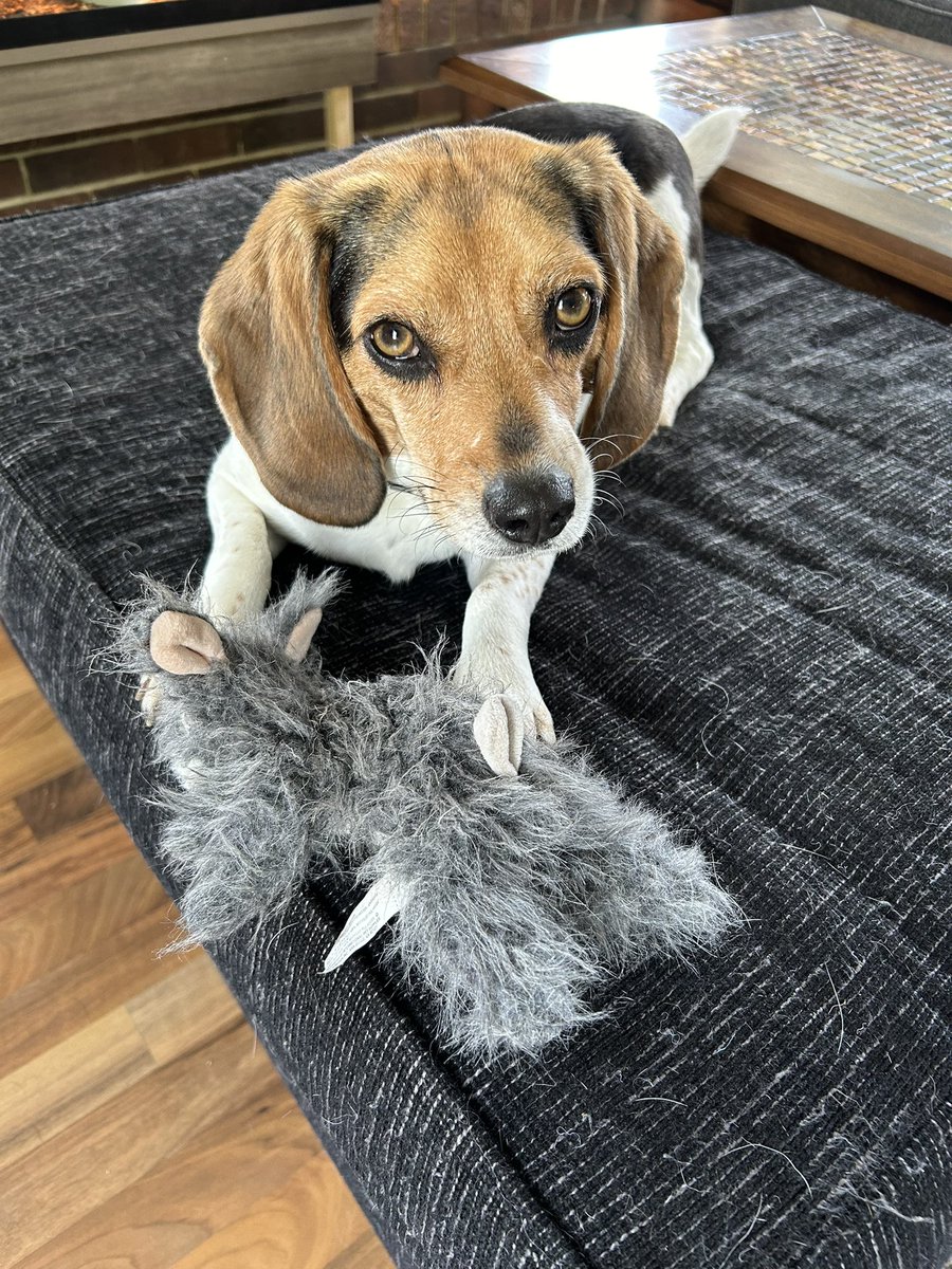 Just wondering what everyone’s favorite toy is? Right now my favorite is this furry little bunny.🐶🐰
#dogs #dogcommunity #beagle #beaglefacts #dogtoy #Favorite #dogsofX #dogsoftwitter #friends #mondaythoughts #monday