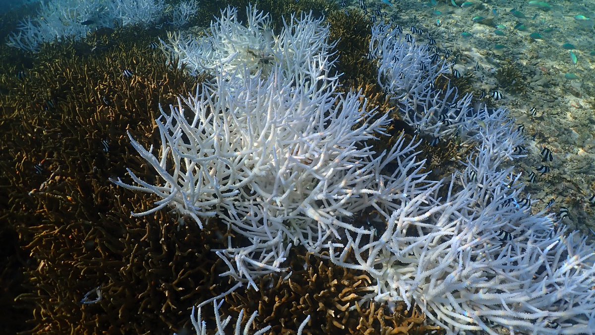 แนวปะการังที่ตายทั้งเป็น ปรากฎการณ์ฟอกขาวของปะการังเกิดจากน้ำทะเลที่อุ่นผิดปกติ ซึ่งทำให้ปะการังขับไล่สาหร่ายเซลล์เดียว ที่คอยผลิตอาหารออกจากตัว จนเหลือแต่โครงสร้างหินปูนขาว เหมือนโครงกระดูกที่ไร้ชีวิต หากอุณหภูมิยังไม่ลดก็มีโอกาสที่ปะการังเหล่านี้จะตายลงทั้งหมด 😥😭