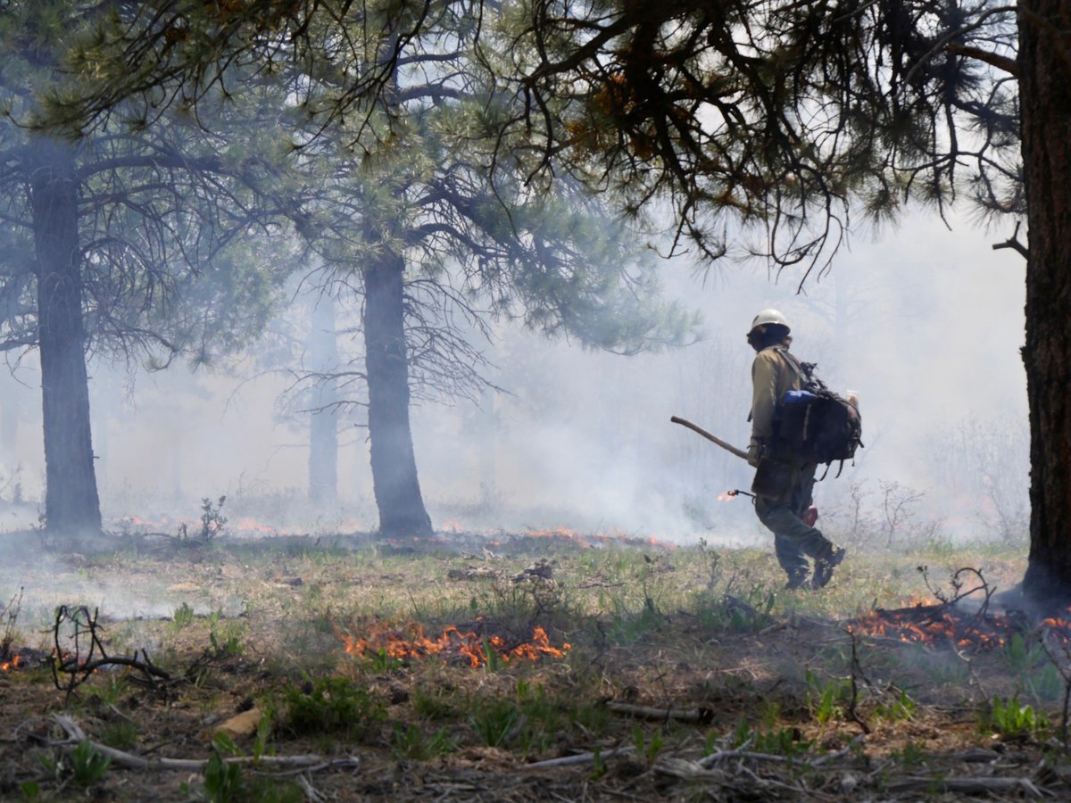 In 2023, our fire crews joined other agencies to ignite a complex prescribed fire to protect the city of Durango, Colorado. One year later, we're reflecting on how we came together to plan and how the area has recovered ➡️ ow.ly/TzMf50RCeMe. @blmfire @nifc @blm_co