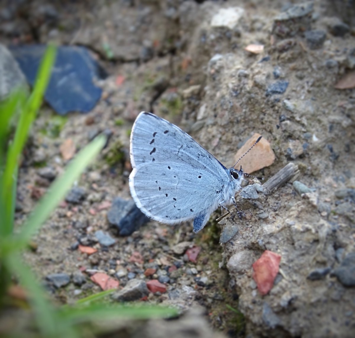 Holly Blue 💙 *squeals of excitement* from me, as this is a new record for our site at work! It takes our butterfly list to 16 species (almost half of the species found in Scotland 🦋)! Not too shabby for a relatively small, urban green space. #NMCCbiodiversity #NoMowMay