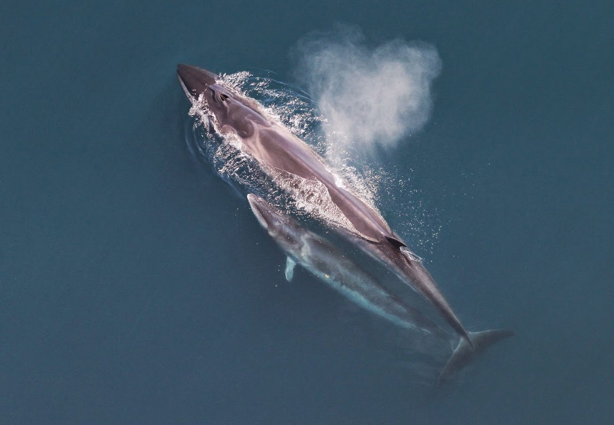 🇦🇷 Le rorqual boréal, espèce emblématique, revient en Argentine après des années de déclin ! Cette espèce avait presque disparu de la région en raison de la chasse à la baleine. Sa réapparition souligne l'importance des efforts de conservation marine ! 🐋 (Reporterre)