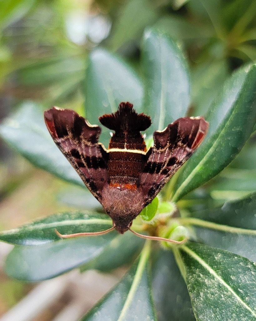 The Nessus Sphinx belongs to the Sphingidae family, known for their swift flying abilities. They are typically seen drinking flower nectar. This particular species displays two yellow stripes on its abdomen, which mimics the appearance of a wasp while it hovers around flowers.