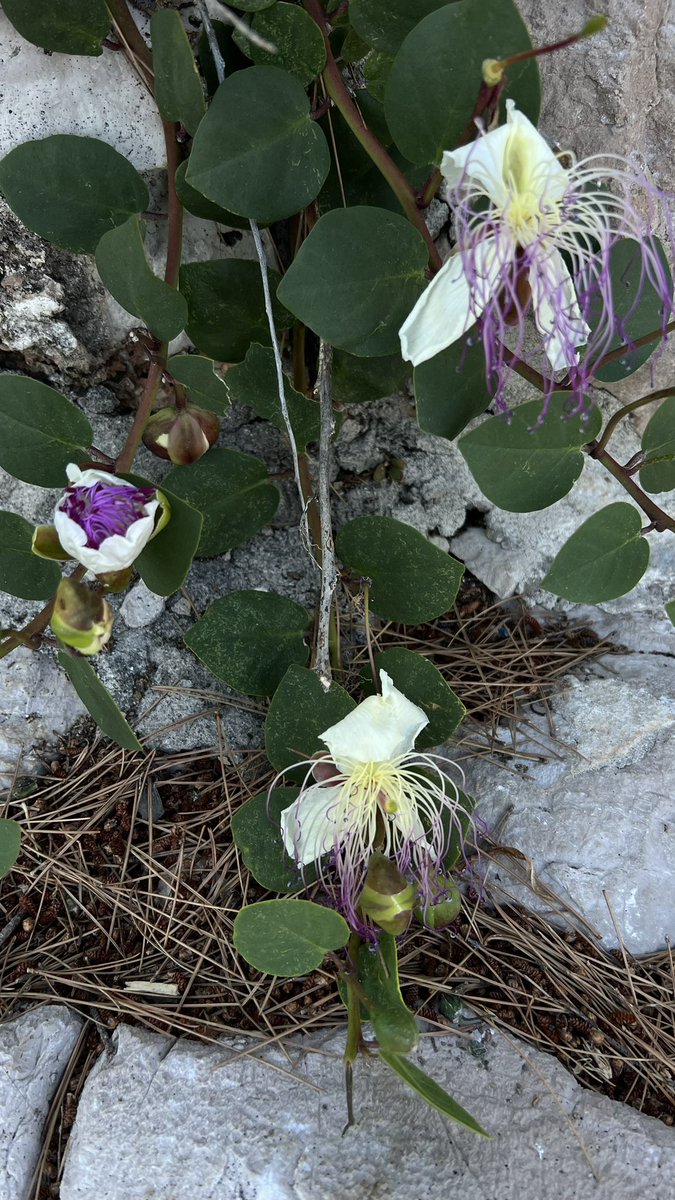 #MoreThanWeeds Capparis Spinosa at Hvar Croatia
