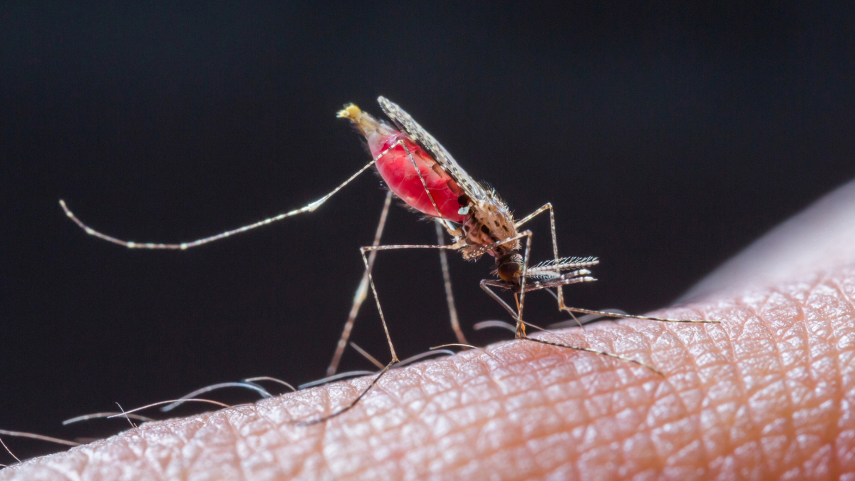 Anyone who has been in an area with malaria can get malaria. A clinician can safely examine, test, and treat you for malaria. Treating malaria early can prevent severe illness. bit.ly/mm7318a2