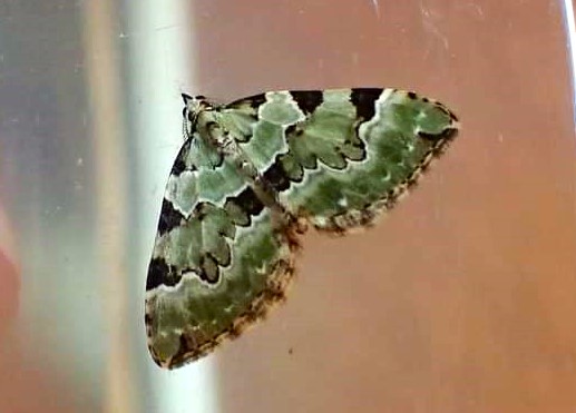 Spring is now well underway, and it's not just the trees that are looking fresh and green! Below are Green Hairstreak butterfly and Green Carpet moth, two beautiful emerald gems currently on the wing in the #YorkshireDales 💚💚 📸 Robyn Guppy