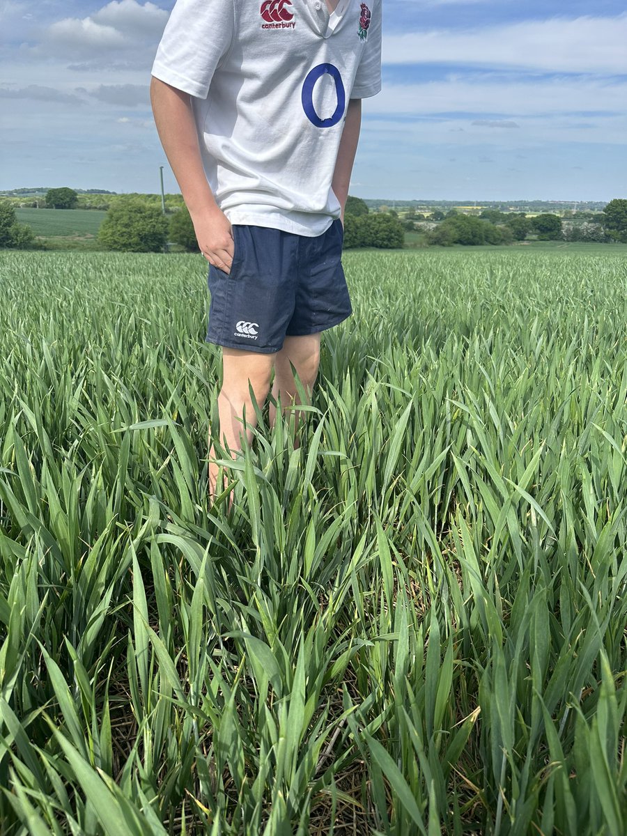 phil rowbottom (@golfnshoot) on Twitter photo <a href="/ragtseedsuk/">RAGT Seeds UK</a> @SkyAgriculture <a href="/WilfredScruton/">Wilfred Scruton Ltd</a> grouse winter wheat looking good in the sunshine. Up to a tall teenagers knees! Direct drilled as a second wheat no insecticides <a href="/ragtseedsuk/">RAGT Seeds UK</a> @SkyAgriculture <a href="/WilfredScruton/">Wilfred Scruton Ltd</a> grouse winter wheat looking good in the sunshine. Up to a tall teenagers knees! Direct drilled as a second wheat no insecticides