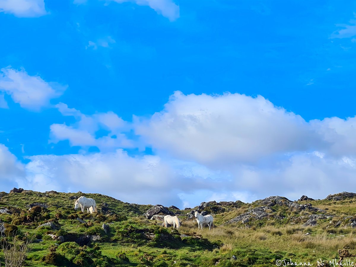 #Conamara 📷🤍 . . . @AimsirTG4 @AranConnemara @BBCAimsir @ConnemaraIe @deric_tv @DiscoverIreland @galwaytourism @GoToIrelandUS @Independent_ie @MetEireann @WeatherRTE @RTEToday @wildatlanticway @WAWHour @Connemaraponies