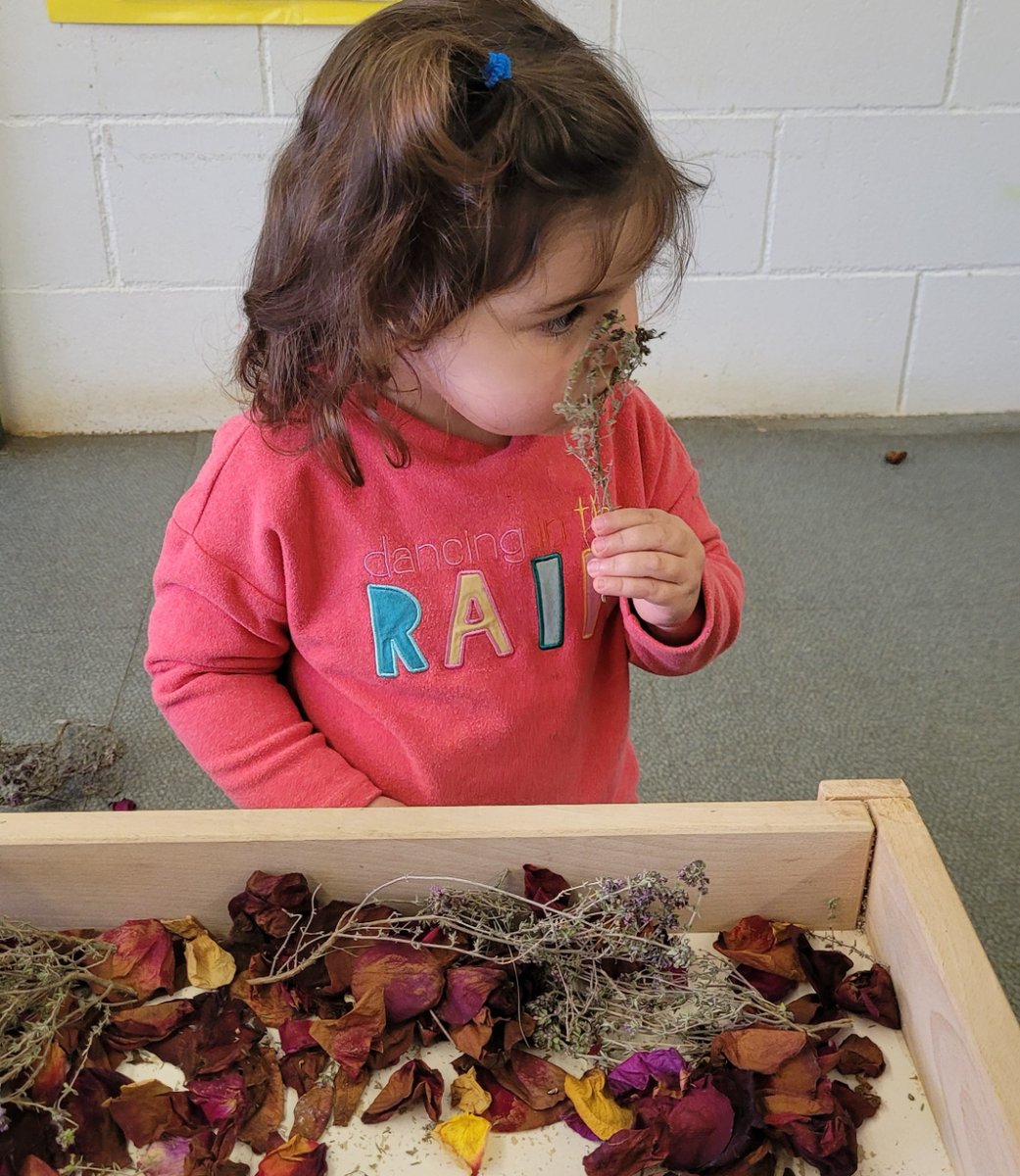 AjCastelltersol's tweet image. 🌹🌿Aprofitant l&apos;estació de la primavera i les roses de la diada de Sant Jordi hem gaudit d&apos;una experimentació amb pètals de rosa i amb farigola.

👃En acabar ens ha quedat l&apos;aula ben perfumada❗

#Espurna #escolabressol #Castellterçol