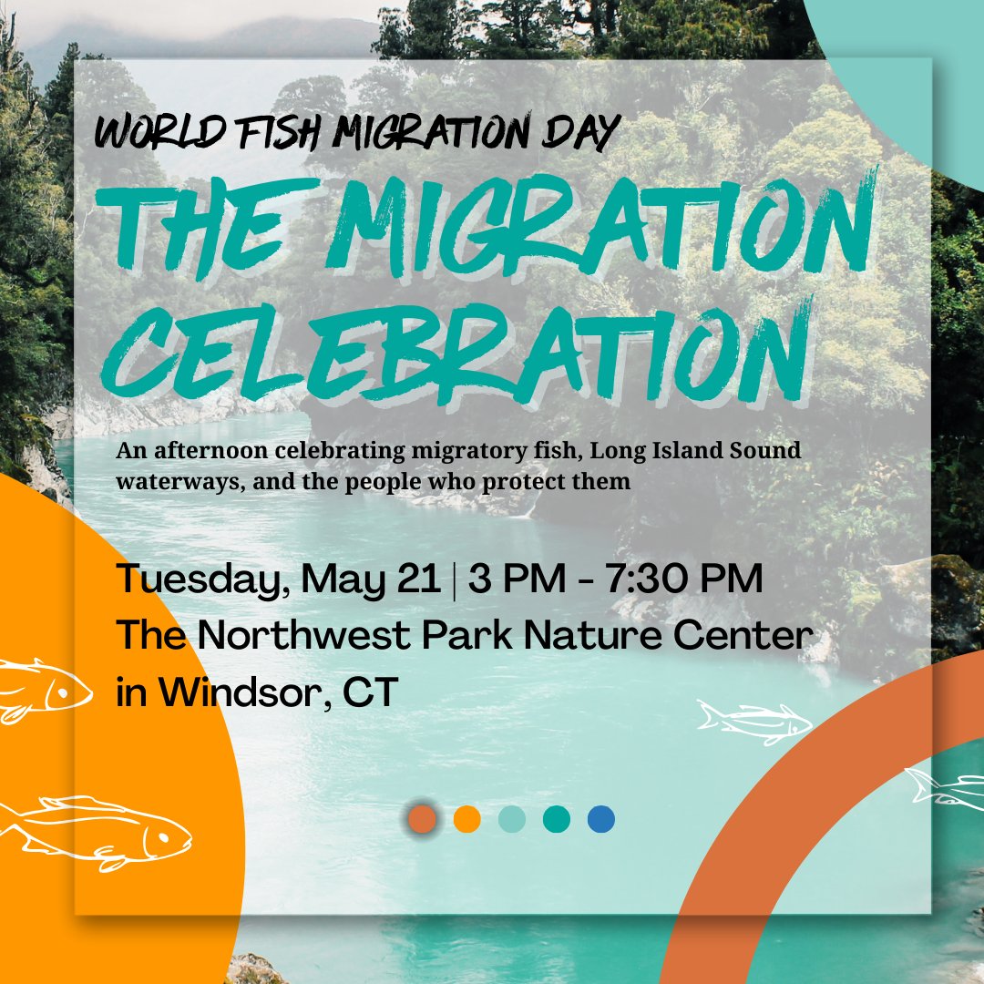 🐟Join The Migration Celebration - #WFMD2024 for the release of the mini-documentary 'Reconnected: Restoring the Rivers of Long Island Sound'🎉 ➡️Attend the screening in person or virtually on May 21 by registering for the event at shorturl.at/qrvL0 @TNC_CT @nature_org