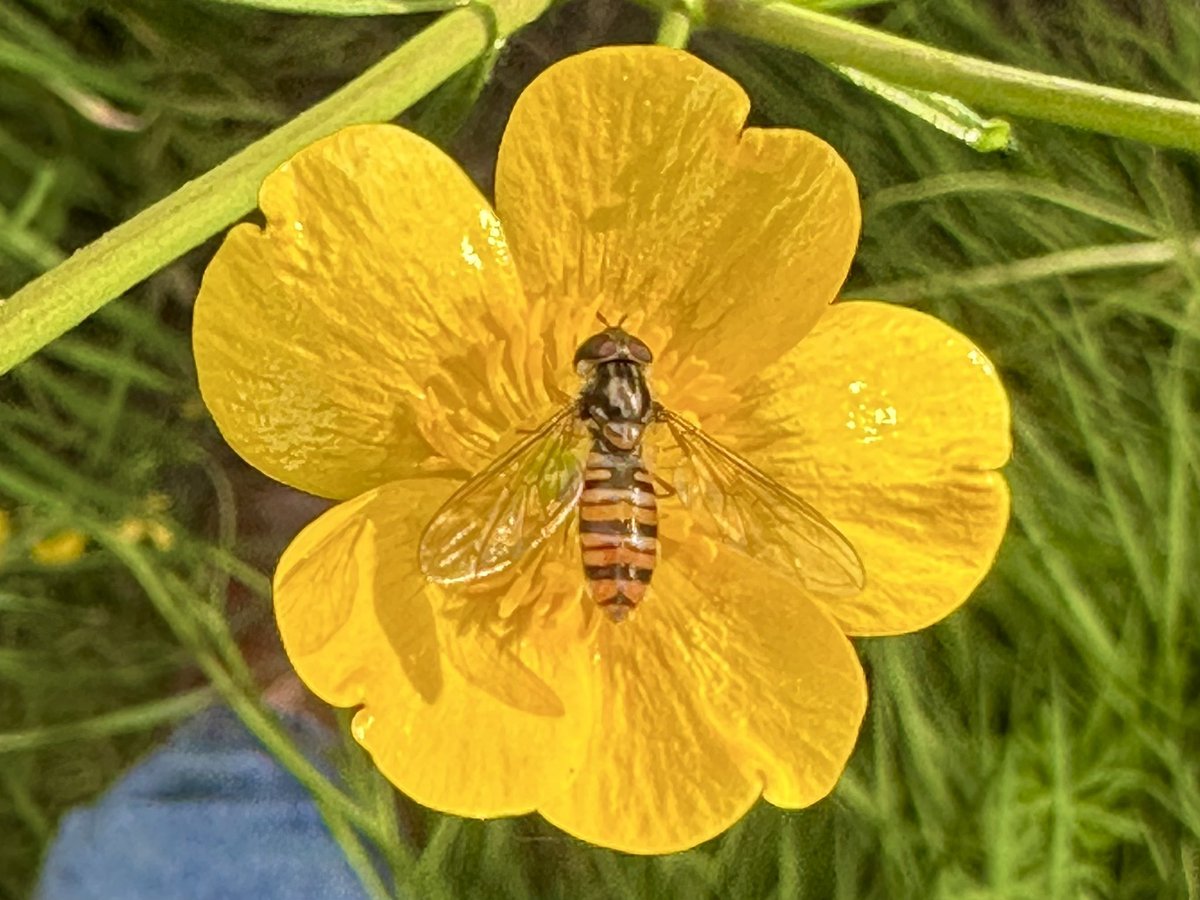 The hoverfly Episyrphus balteatus also known as the Marmalade Hoverfly in the sunshine yesterday