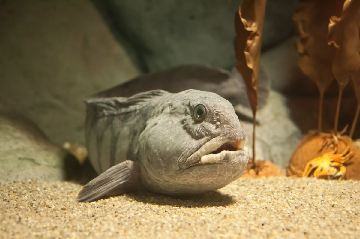 Did you know that the Atlantic, Northern, and Spotted Wolffish have been listed under SARA since 2003? The progress report on Wolffish has been posted on the Species at Risk Public Registry. Learn more on how we’re working to protect these species: ow.ly/7Pcp50RErBQ