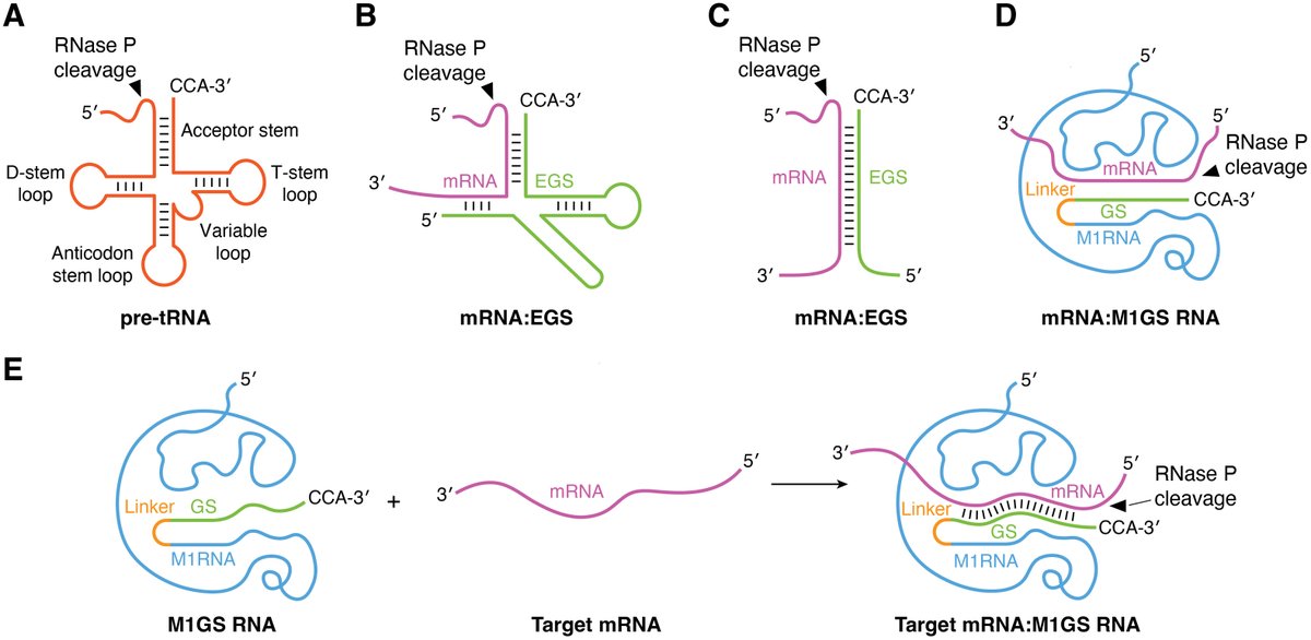 New in JBC press: "The discovery of a catalytic RNA within RNase P and its legacy."
Learn more:
jbc.org/article/S0021-…