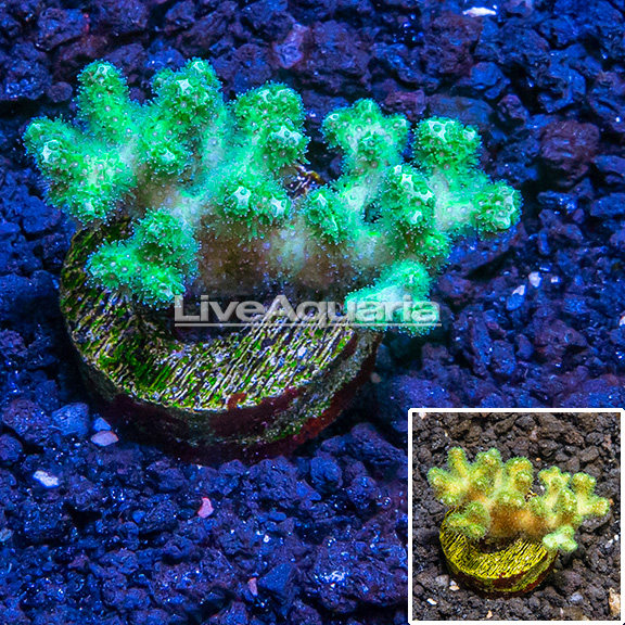 Exclusive preview of fresh arrivals at Diver's Den WYSIWYG Store, debuting today at 5pm CST!
👉bit.ly/4bh8yec
#diversden #liveaquaria #wysiwyg #saltwateraquarium