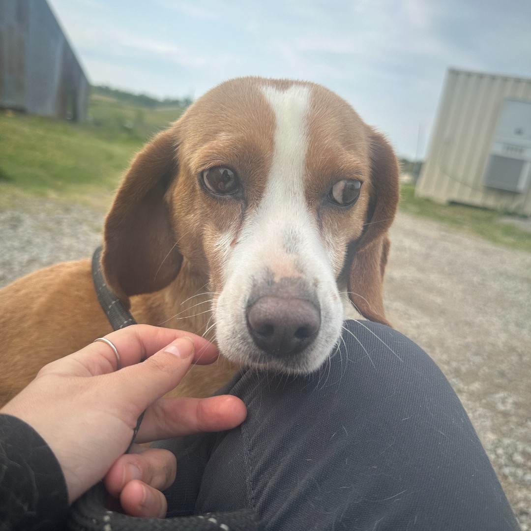 beaglefreedom's tweet photo. ADOPT RITA THE BEAGLE
Age: 6
Location:  Nashville, TN
It's #MatchmakerMonday, and we have the cutest little beagle girl looking for a family! Rita is the sweetest EVER! She is gentle, loving, and silly. She enjoys being cuddled. 
👉 Apply for Rita: https://t.co/tA7rTqzQOB https://t.co/B7C2Uf4s33