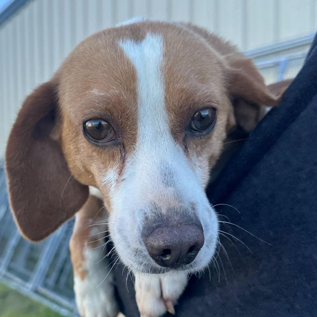 beaglefreedom's tweet photo. ADOPT RITA THE BEAGLE
Age: 6
Location:  Nashville, TN
It's #MatchmakerMonday, and we have the cutest little beagle girl looking for a family! Rita is the sweetest EVER! She is gentle, loving, and silly. She enjoys being cuddled. 
👉 Apply for Rita: https://t.co/tA7rTqzQOB https://t.co/B7C2Uf4s33