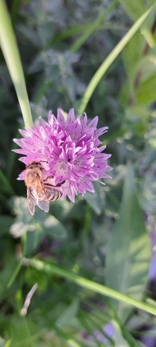Bee on blooming chives!
Let it BLOOOOOM 🌻 
#TheWaterSavingElephant 
#XercesSociety 
#GardeningX 
#biodiversity
#UrbanGardening