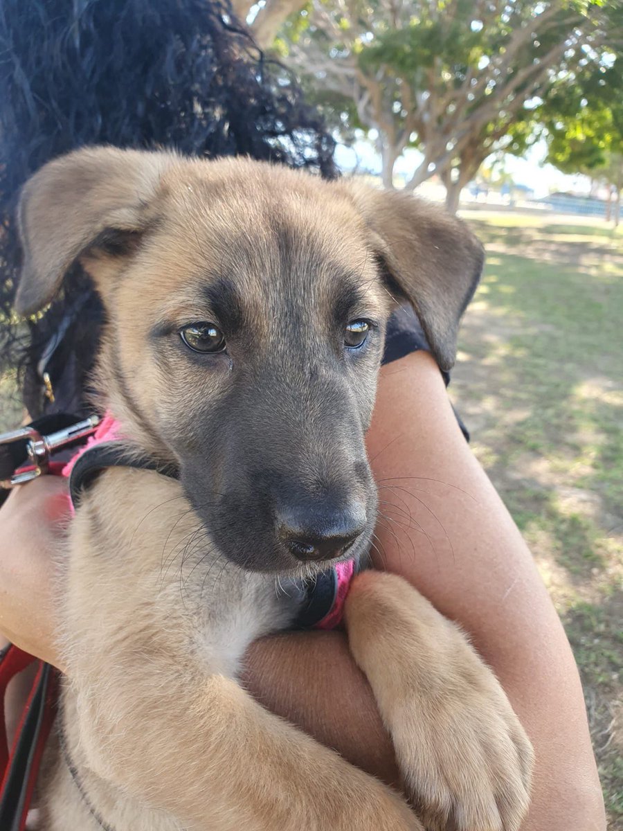 protemalaga's tweet photo. 📍SOLO ADOPCION EN MÁLAGA📍
Wendy, 3 meses. Es una bebé llena de amor dulzura, dispuesta a repartirlo con quienes decidan quererla también.
Escribe a cachorros@protectoramalaga.com https://t.co/37zxgYco8K