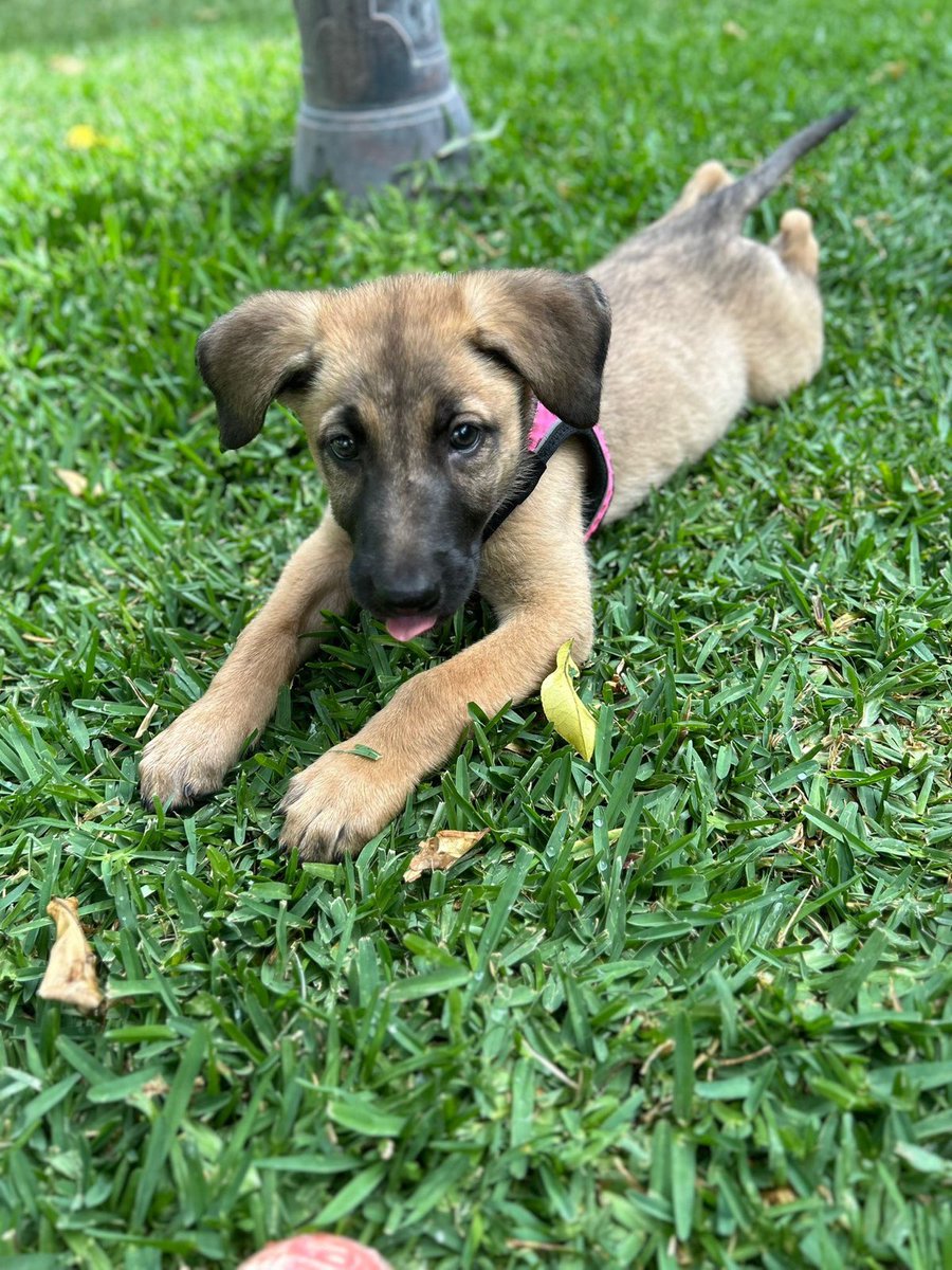 protemalaga's tweet photo. 📍SOLO ADOPCION EN MÁLAGA📍
Wendy, 3 meses. Es una bebé llena de amor dulzura, dispuesta a repartirlo con quienes decidan quererla también.
Escribe a cachorros@protectoramalaga.com https://t.co/37zxgYco8K