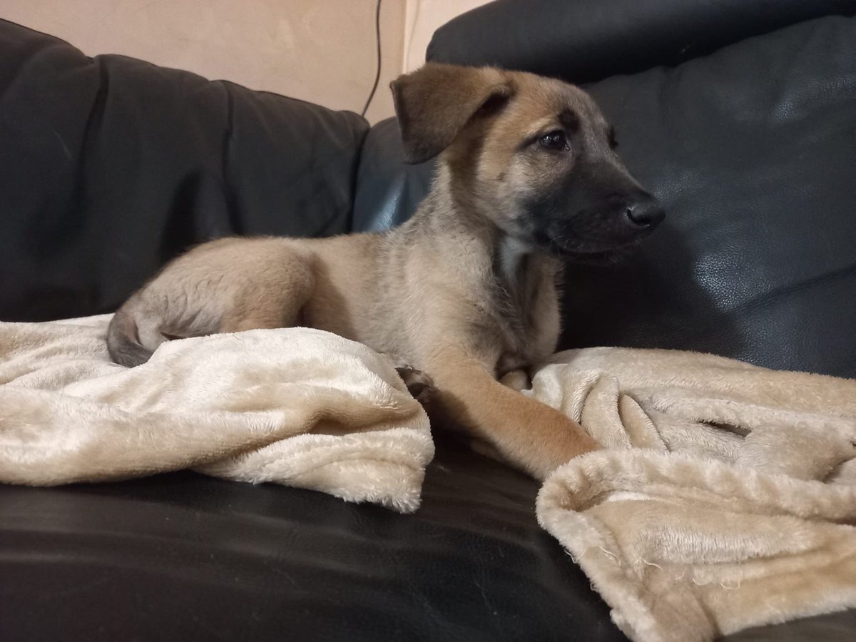 protemalaga's tweet photo. 📍SOLO ADOPCION EN MÁLAGA📍
Wendy, 3 meses. Es una bebé llena de amor dulzura, dispuesta a repartirlo con quienes decidan quererla también.
Escribe a cachorros@protectoramalaga.com https://t.co/37zxgYco8K