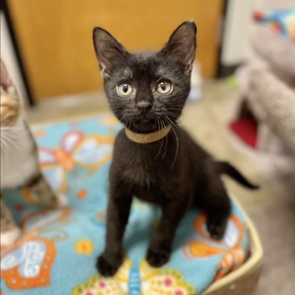 Introducing Carbon, a spirited kitten ready for a forever home! Despite his initial shyness, Carbon loves to play with his sister. Interested in adopting? Fill out an application and meet him at Petsmart - Copperfield! 🐾❤️ #houstonpetsalive! #HPA! #rescuecat #catfoster