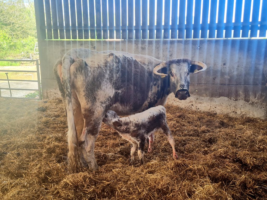 8 y/o Tetford Xara a Tetford Quarryman daughter o/o Tetford Querida calved a short while ago. Unassisted, up sucking when I arrived at the yard just now. Not sure but think it's a heifer, I'll check when I tag it tomorrow morning. 
#tetfordlonghorns #pedigree #easycalving