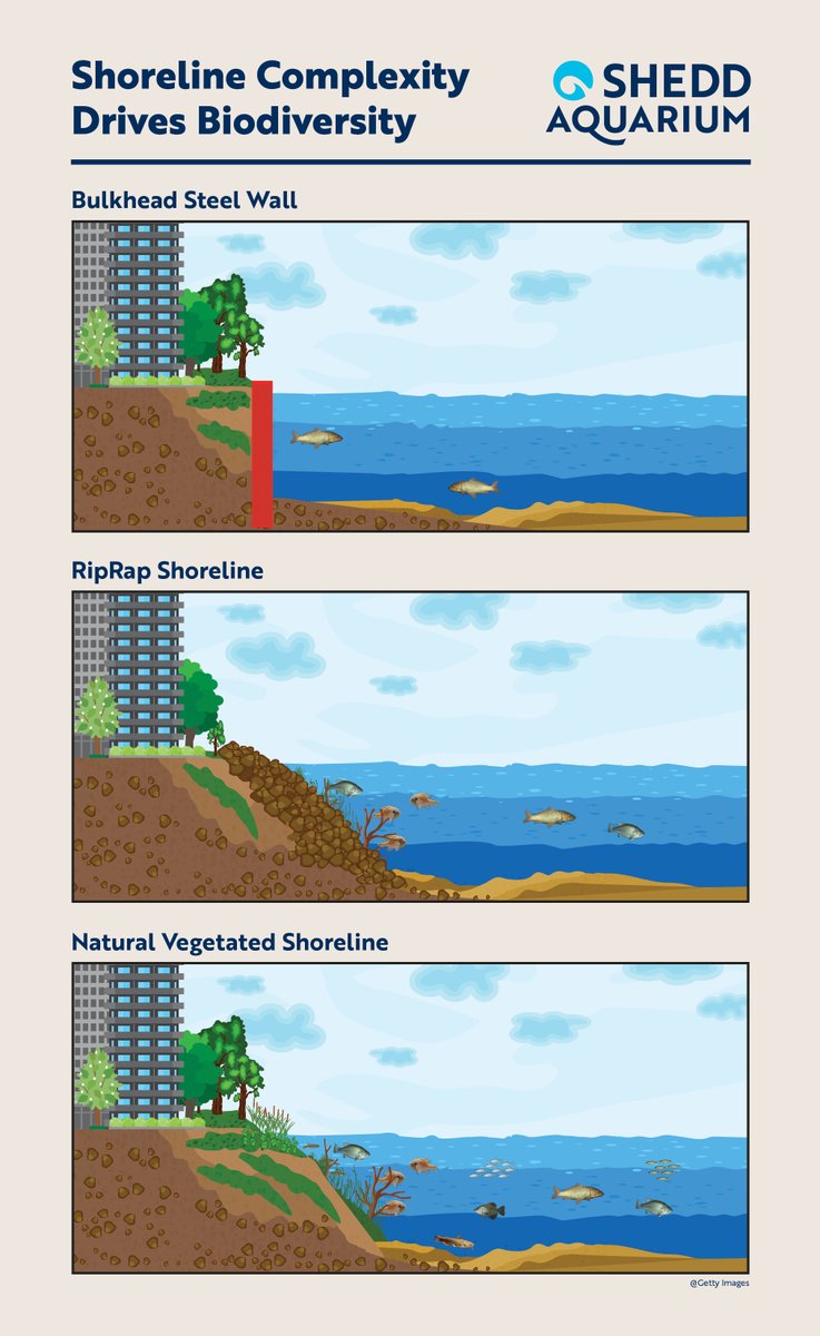 Shedd Research tweet media