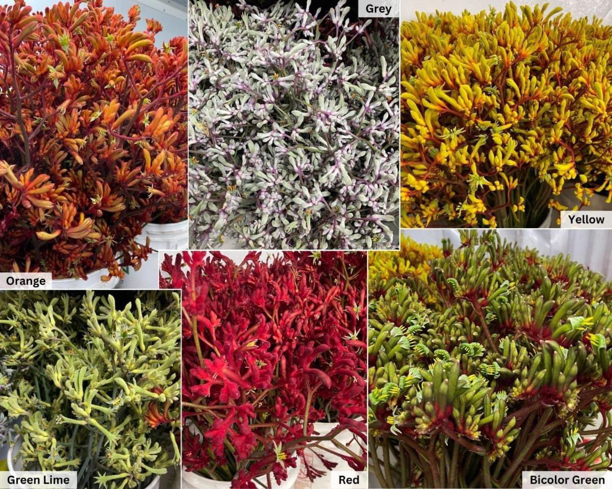 Different Kangaroo Paw colors are now available! ❤️🧡💛💚🩶🤩
Please note, the following colors are limited: Gray, Yellow
contact me for more information.
#888camflor #cagrown #certifiedamericangrown #growershipper #originmatters #springflowers #kangaoopaws #colors