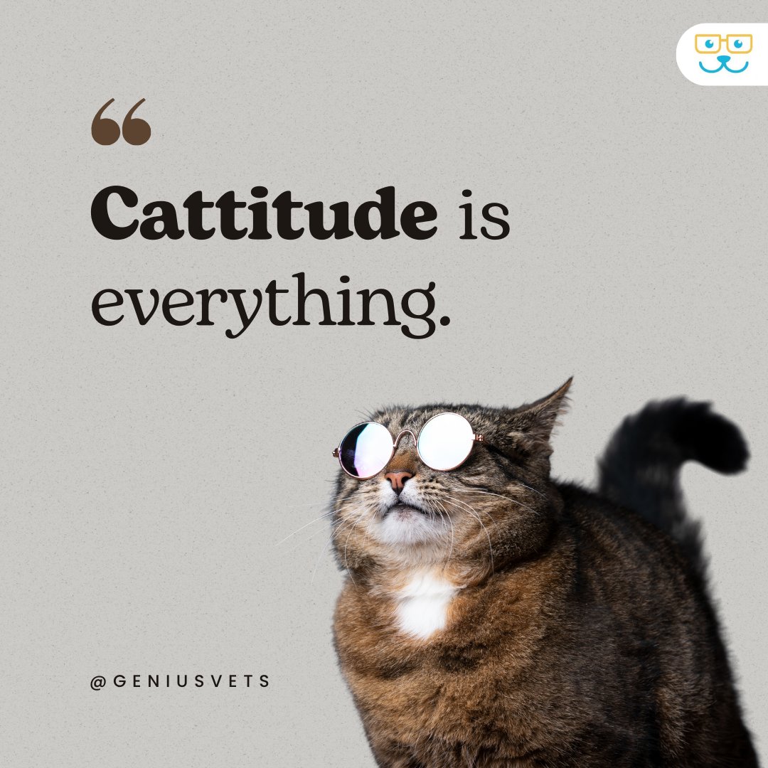 Who says attitude is a bad thing? With the right 'cattitude,' you can conquer the world! 💁‍♀️ 

#fabulousfelines #VeterinaryVillageLomira #VetVillageLomira
