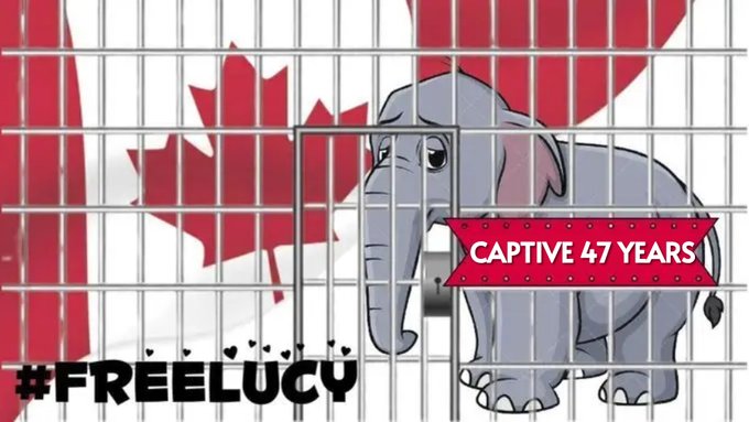 🚫#FreedomFriday for @lucyliberte
🔒CAPTIVE 4⃣7⃣ YEARS
🇨🇦@CityofEdmonton Valley Zoo!
➡️Follow @lucyliberte
🐘LIKE on @Facebook : facebook.com/groups/1384141…
🆘🆓🐘 #FreeLucy #canada #lucytheelephant #yeg #EdmontonValleyZoo #YegZoo @BuildingOurZoo