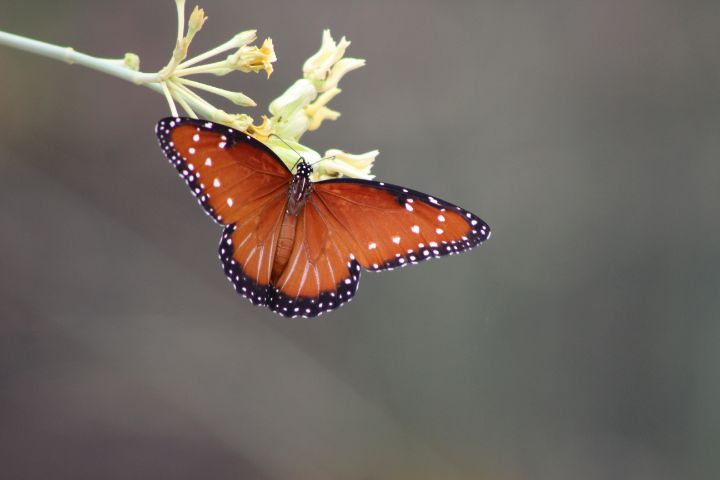 Art of the Day: 'Queen Butterfly on Desert Milkweed'. Buy at: ArtPal.com/ButterflysAtti…