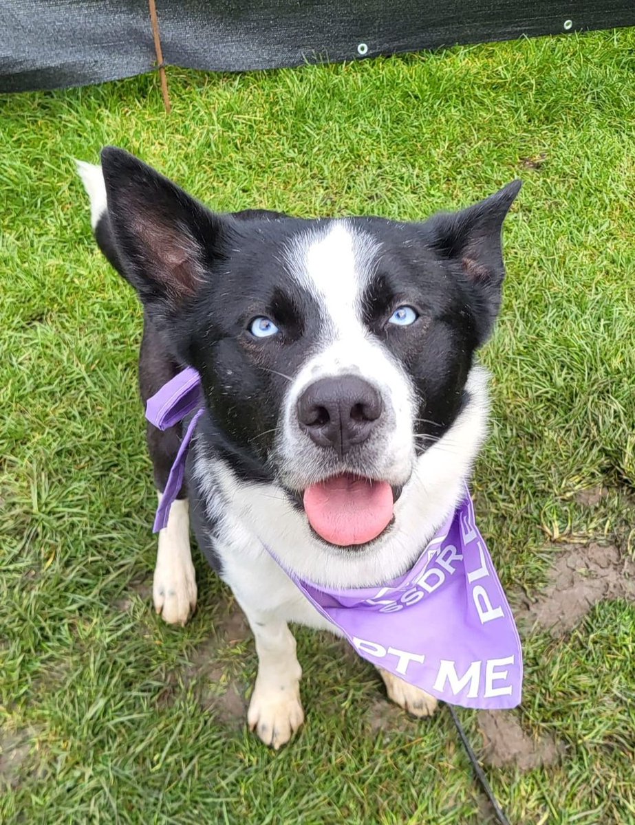 Please retweet to help Care Bear find a home - currently in the North East of England, he can be re homed nationally for the right home ✅ #UK 
Meet the AWESONE Bear a.k.a Care-Bear the 2 year old Husky cross Collie looking for his forever home 🏡.
Care-Bear is a sweet natured