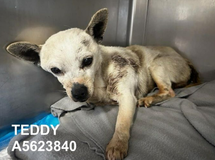 mapleveewesem's tweet photo. ๐๐๐Little 8 yo TEDDY is still at Downey #California ACC waiting for someone to #ADOPT him or a #SoCal hero to step up to #FOSTER him 4 rescue. Please reply here if you can give him a home for 3-6 months๐ infoโฌ๏ธ #A5623840 https://t.co/YbUbPBQgA5