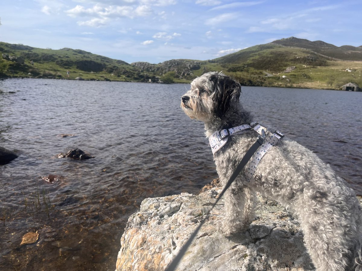 Truffles_999's tweet photo. Truffles weekend in the sun ☀️ #maltipoo #sunlover https://t.co/tQ2JUdhI7C